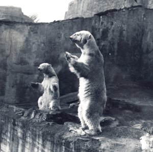 Deux ours polaires debout